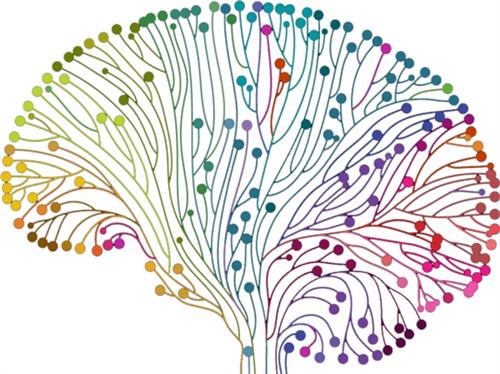 brain 
